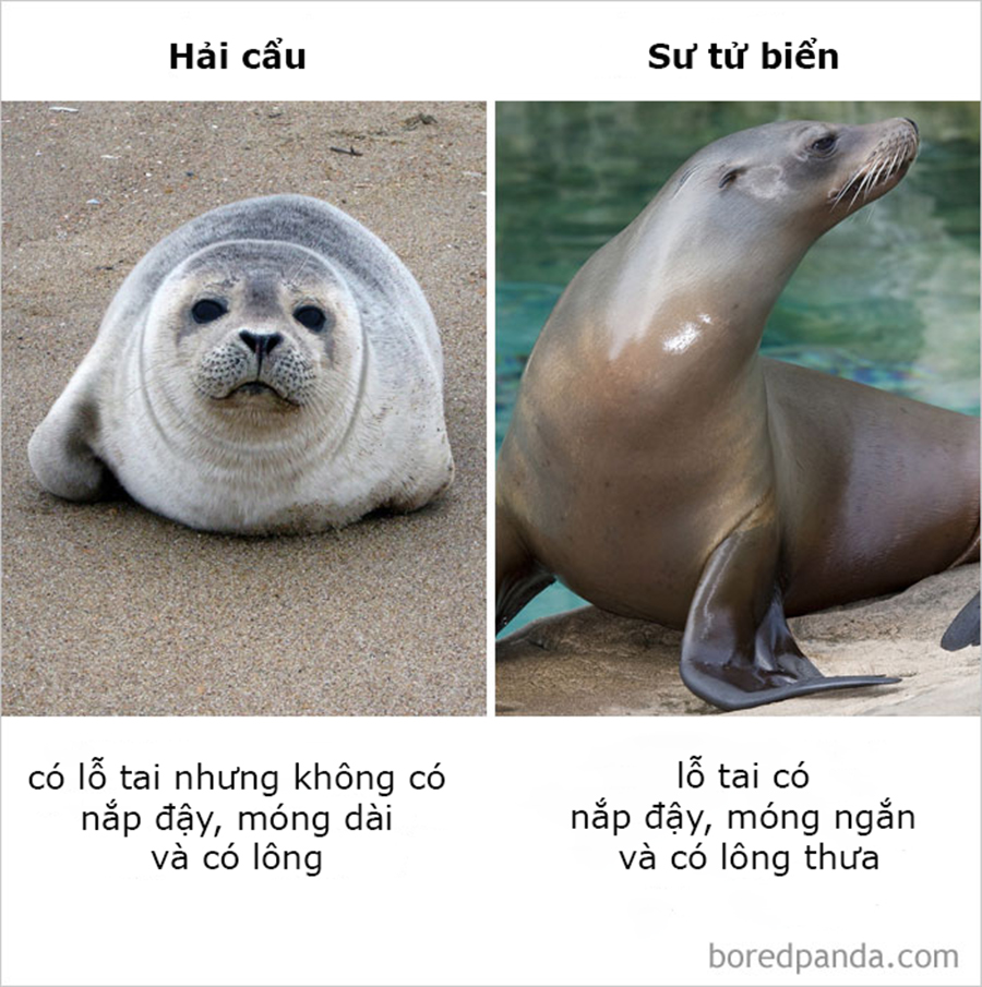 Những điều ngỡ giống nhau nhưng lại khác hoàn toàn mà thiên hạ cứ hay nhầm lẫn Những điều ngỡ giống nhau nhưng lại khác hoàn toàn mà thiên hạ cứ hay nhầm lẫn