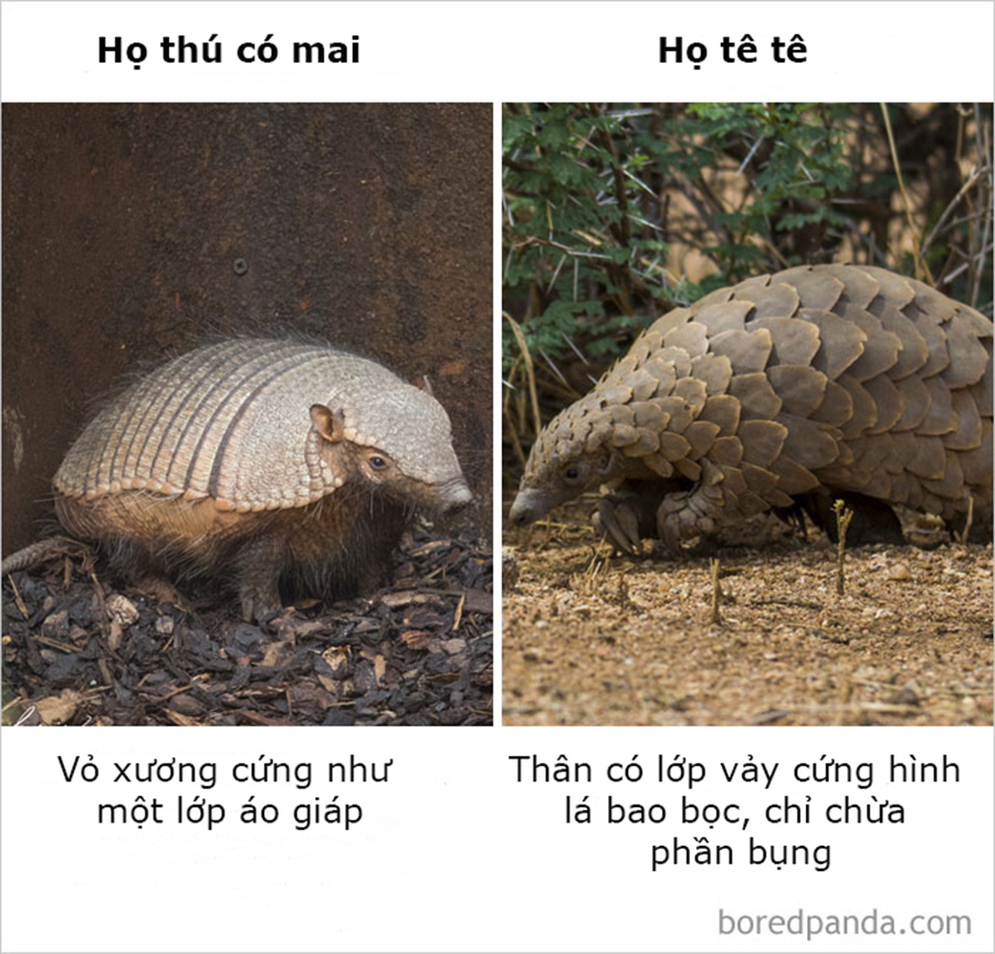 Những điều ngỡ giống nhau nhưng lại khác hoàn toàn mà thiên hạ cứ hay nhầm lẫn Những điều ngỡ giống nhau nhưng lại khác hoàn toàn mà thiên hạ cứ hay nhầm lẫn
