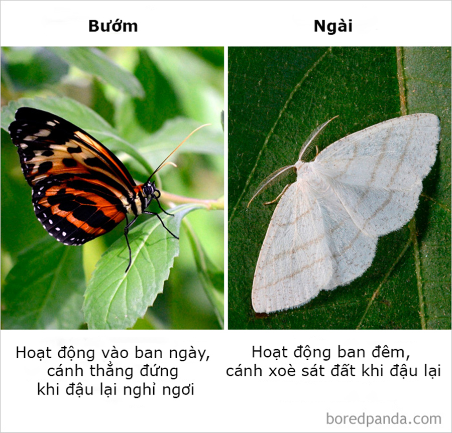 Những điều ngỡ giống nhau nhưng lại khác hoàn toàn mà thiên hạ cứ hay nhầm lẫn Những điều ngỡ giống nhau nhưng lại khác hoàn toàn mà thiên hạ cứ hay nhầm lẫn