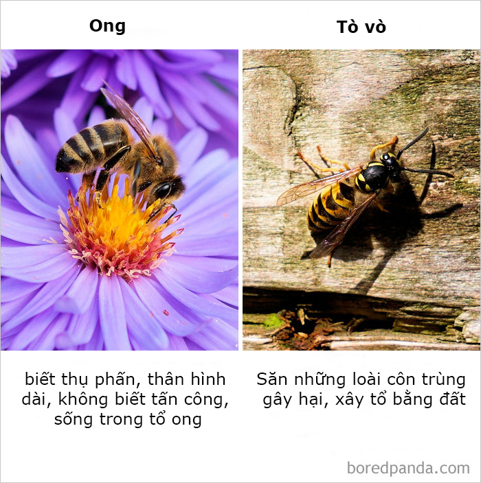 Những điều ngỡ giống nhau nhưng lại khác hoàn toàn mà thiên hạ cứ hay nhầm lẫn Những điều ngỡ giống nhau nhưng lại khác hoàn toàn mà thiên hạ cứ hay nhầm lẫn