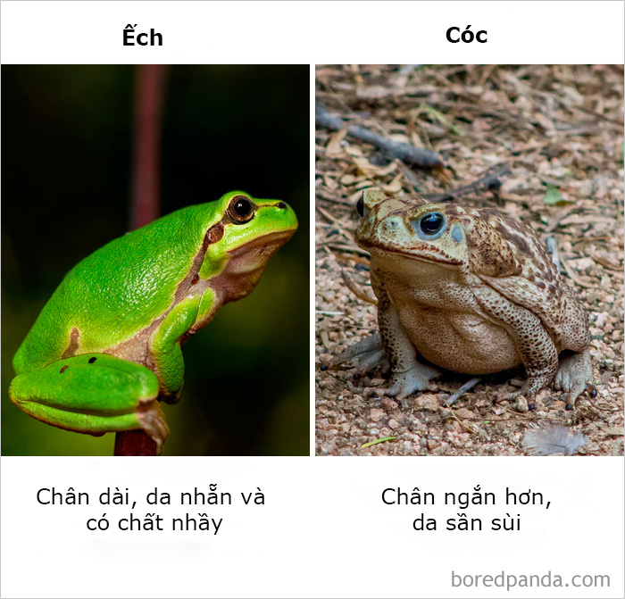 Những điều ngỡ giống nhau nhưng lại khác hoàn toàn mà thiên hạ cứ hay nhầm lẫn Những điều ngỡ giống nhau nhưng lại khác hoàn toàn mà thiên hạ cứ hay nhầm lẫn