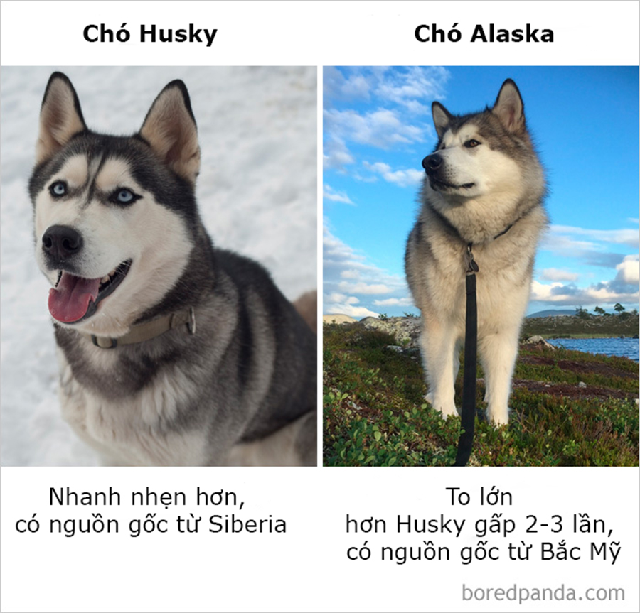 Những điều ngỡ giống nhau nhưng lại khác hoàn toàn mà thiên hạ cứ hay nhầm lẫn Những điều ngỡ giống nhau nhưng lại khác hoàn toàn mà thiên hạ cứ hay nhầm lẫn