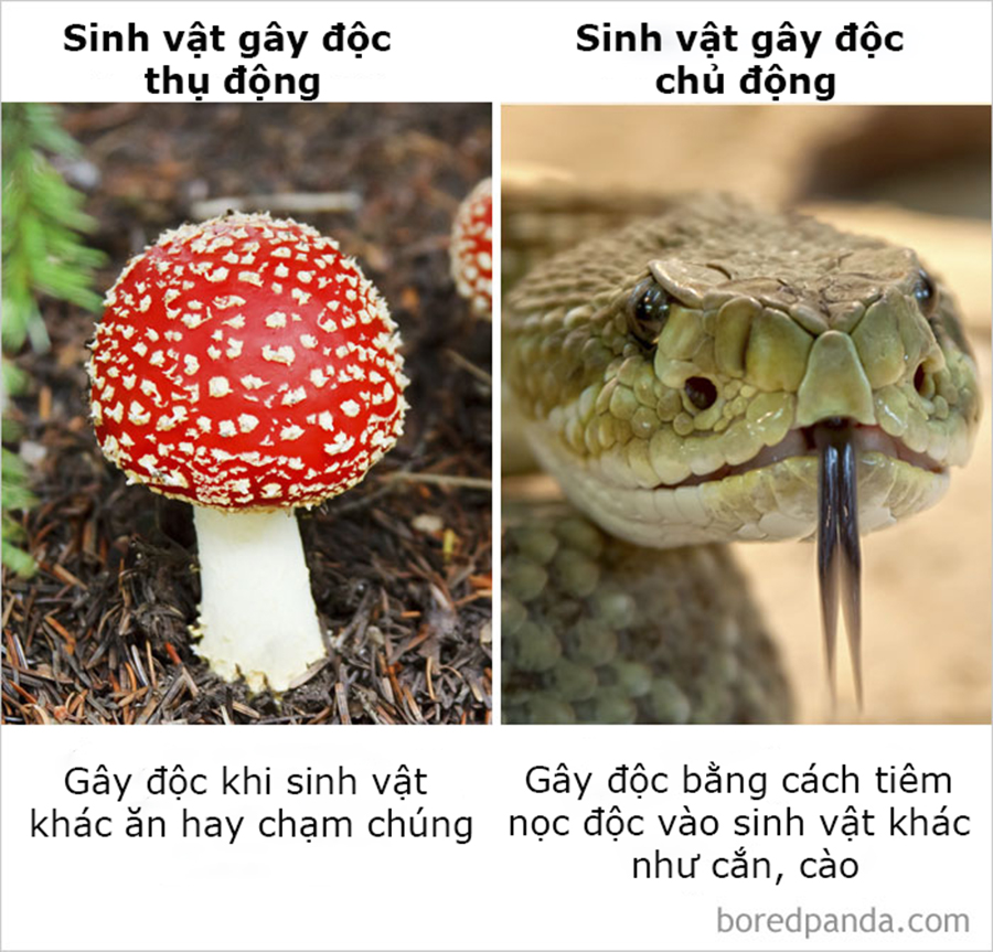 Những điều ngỡ giống nhau nhưng lại khác hoàn toàn mà thiên hạ cứ hay nhầm lẫn Những điều ngỡ giống nhau nhưng lại khác hoàn toàn mà thiên hạ cứ hay nhầm lẫn