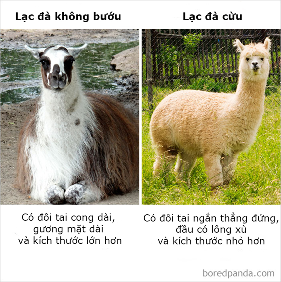 Những điều ngỡ giống nhau nhưng lại khác hoàn toàn mà thiên hạ cứ hay nhầm lẫn Những điều ngỡ giống nhau nhưng lại khác hoàn toàn mà thiên hạ cứ hay nhầm lẫn