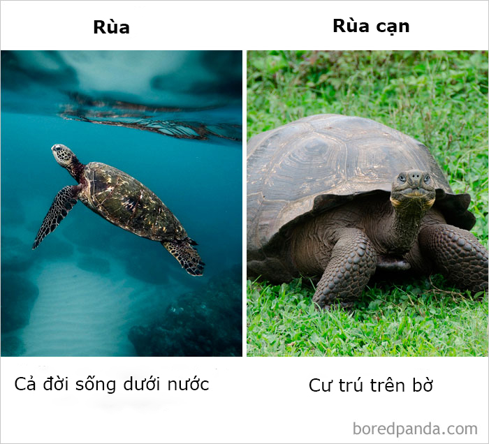 Những điều ngỡ giống nhau nhưng lại khác hoàn toàn mà thiên hạ cứ hay nhầm lẫn Những điều ngỡ giống nhau nhưng lại khác hoàn toàn mà thiên hạ cứ hay nhầm lẫn