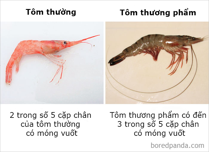 Những điều ngỡ giống nhau nhưng lại khác hoàn toàn mà thiên hạ cứ hay nhầm lẫn Những điều ngỡ giống nhau nhưng lại khác hoàn toàn mà thiên hạ cứ hay nhầm lẫn