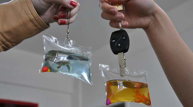 Trung Quốc vẫn bày bán 'móc khoá động vật sống' dù đã bị lên án nhiều năm Trung Quốc vẫn bày bán 'móc khoá động vật sống' dù đã bị lên án nhiều năm