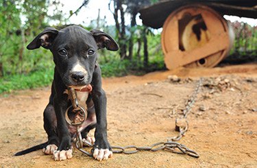 Cô chó nhỏ bật khóc sau khi được giải cứu khỏi lò giết mổ ở Trung Quốc Cô chó nhỏ bật khóc sau khi được giải cứu khỏi lò giết mổ ở Trung Quốc