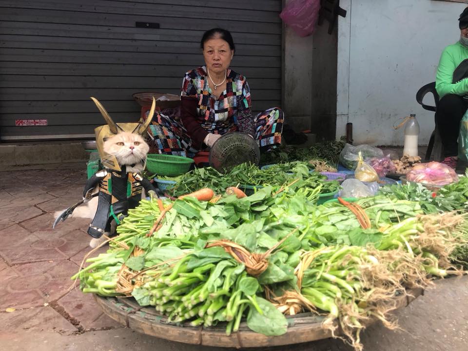 Chú mèo Chó lại cosplay thành siêu anh hùng khiến các fan tha hồ 'bão like' Chú mèo Chó lại cosplay thành siêu anh hùng khiến các fan tha hồ 'bão like'