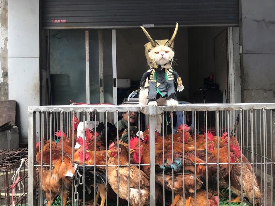 Chú mèo Chó lại cosplay thành siêu anh hùng khiến các fan tha hồ 'bão like' Chú mèo Chó lại cosplay thành siêu anh hùng khiến các fan tha hồ 'bão like'