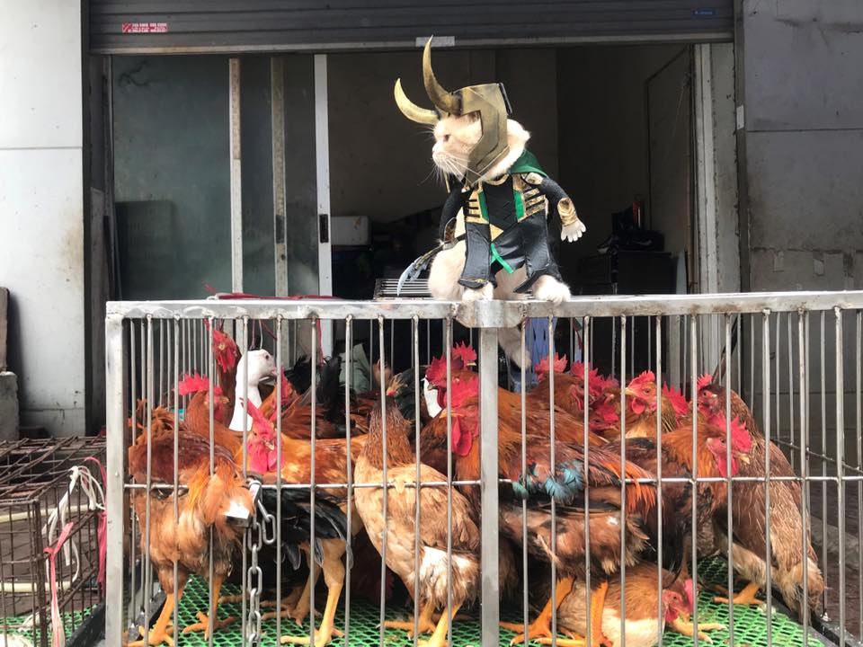 Chú mèo Chó lại cosplay thành siêu anh hùng khiến các fan tha hồ 'bão like' Chú mèo Chó lại cosplay thành siêu anh hùng khiến các fan tha hồ 'bão like'