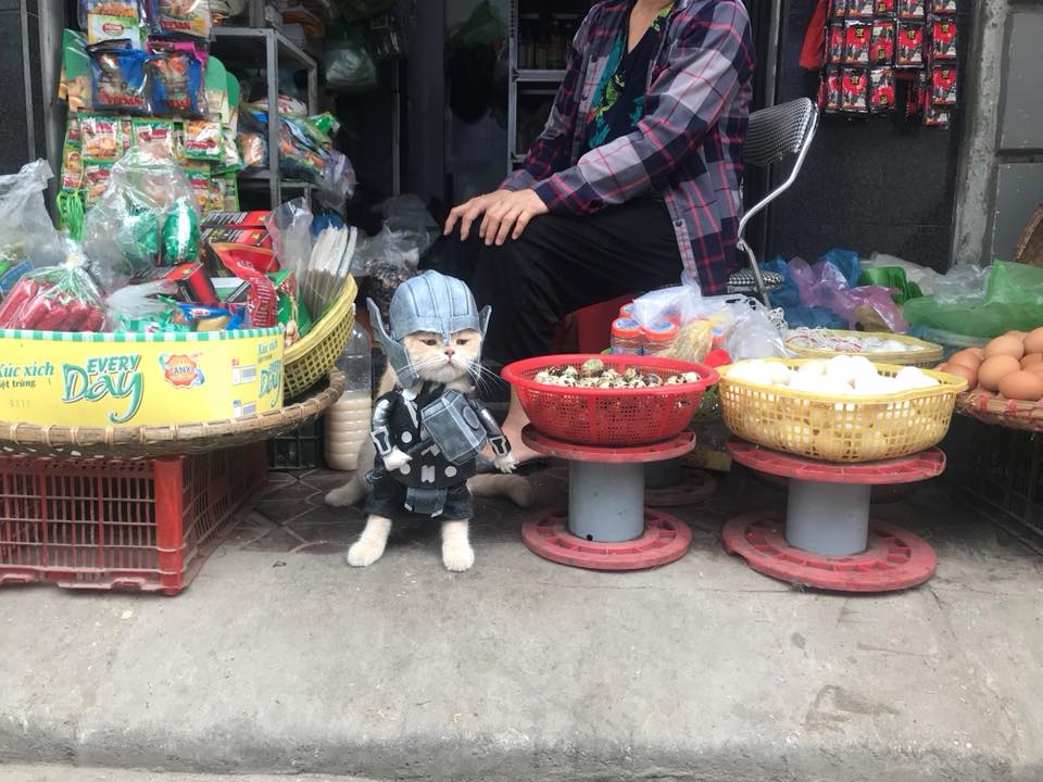 Chú mèo Chó lại cosplay thành siêu anh hùng khiến các fan tha hồ 'bão like' Chú mèo Chó lại cosplay thành siêu anh hùng khiến các fan tha hồ 'bão like'