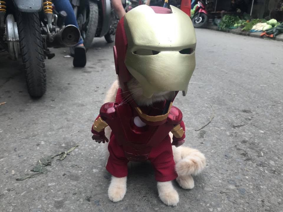 Chú mèo Chó lại cosplay thành siêu anh hùng khiến các fan tha hồ 'bão like' Chú mèo Chó lại cosplay thành siêu anh hùng khiến các fan tha hồ 'bão like'
