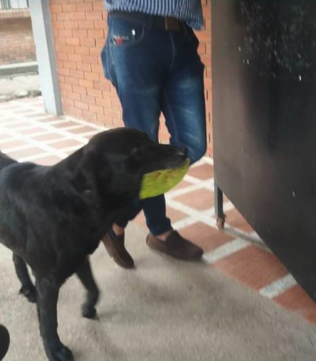 Chú chó thông minh dùng... lá để 'mua' bánh quy mỗi ngày Chú chó thông minh dùng... lá để 'mua' bánh quy mỗi ngày