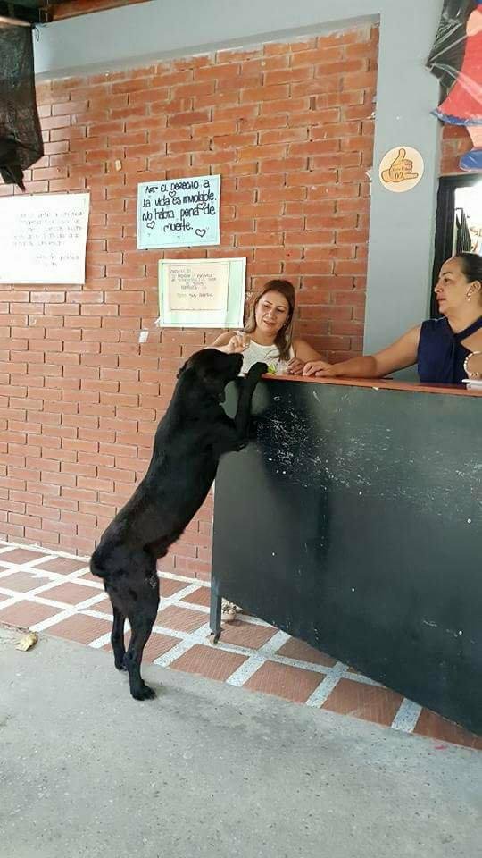 Chú chó thông minh dùng... lá để 'mua' bánh quy mỗi ngày Chú chó thông minh dùng... lá để 'mua' bánh quy mỗi ngày