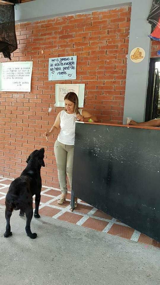 Chú chó thông minh dùng... lá để 'mua' bánh quy mỗi ngày Chú chó thông minh dùng... lá để 'mua' bánh quy mỗi ngày