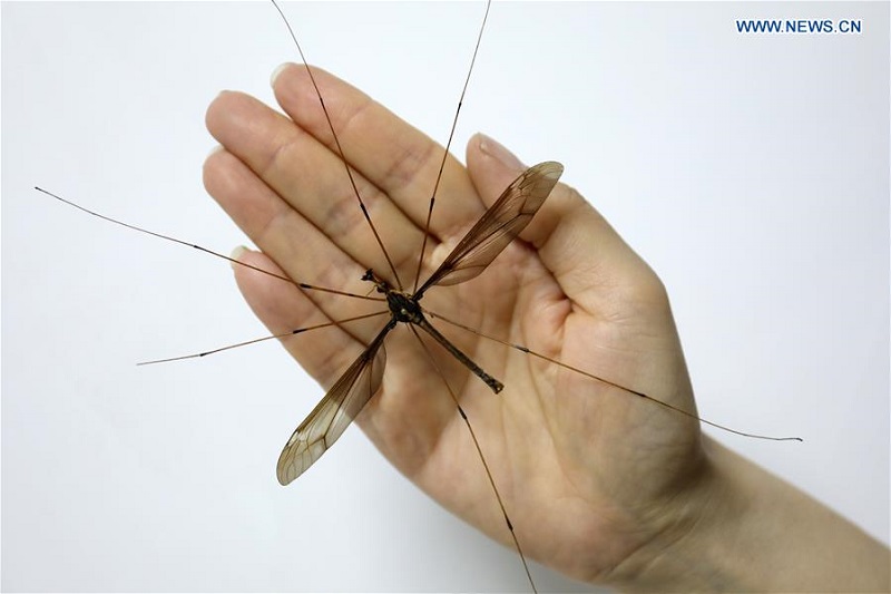 Bạn có biết con muỗi lớn nhất thế giới vừa được tìm thấy ở Trung Quốc? Bạn có biết con muỗi lớn nhất thế giới vừa được tìm thấy ở Trung Quốc?