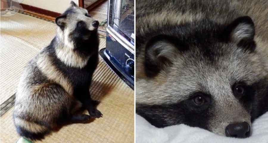 Chú tanuki trông y hệt gấu mèo đáng yêu được một người Nhật nhận nuôi Chú tanuki trông y hệt gấu mèo đáng yêu được một người Nhật nhận nuôi