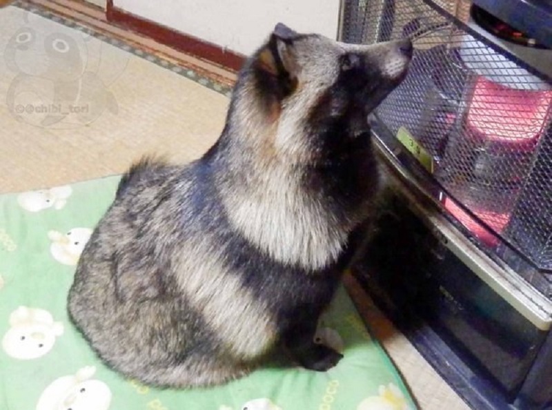 Chú tanuki trông y hệt gấu mèo đáng yêu được một người Nhật nhận nuôi Chú tanuki trông y hệt gấu mèo đáng yêu được một người Nhật nhận nuôi