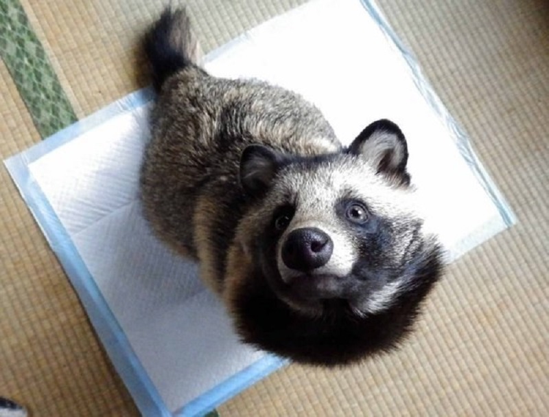 Chú tanuki trông y hệt gấu mèo đáng yêu được một người Nhật nhận nuôi Chú tanuki trông y hệt gấu mèo đáng yêu được một người Nhật nhận nuôi