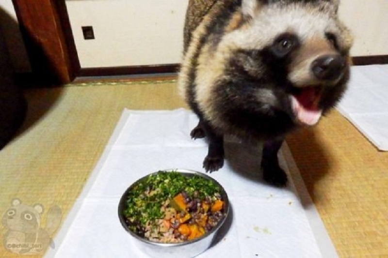 Chú tanuki trông y hệt gấu mèo đáng yêu được một người Nhật nhận nuôi Chú tanuki trông y hệt gấu mèo đáng yêu được một người Nhật nhận nuôi