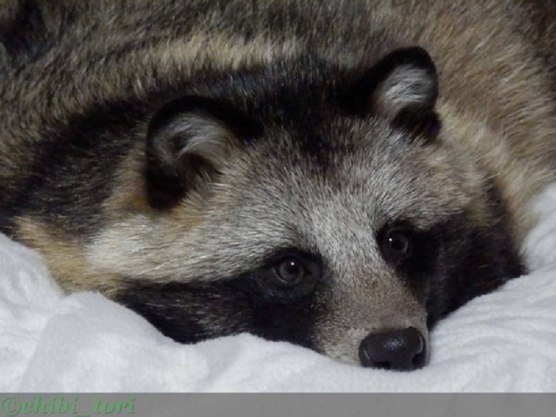 Chú tanuki trông y hệt gấu mèo đáng yêu được một người Nhật nhận nuôi Chú tanuki trông y hệt gấu mèo đáng yêu được một người Nhật nhận nuôi