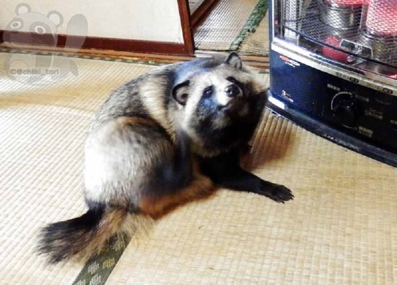 Chú tanuki trông y hệt gấu mèo đáng yêu được một người Nhật nhận nuôi Chú tanuki trông y hệt gấu mèo đáng yêu được một người Nhật nhận nuôi
