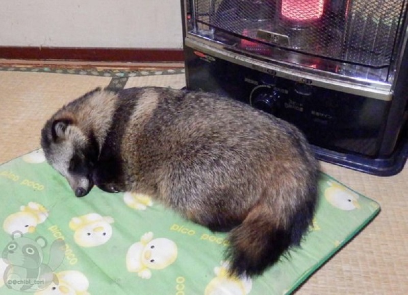 Chú tanuki trông y hệt gấu mèo đáng yêu được một người Nhật nhận nuôi Chú tanuki trông y hệt gấu mèo đáng yêu được một người Nhật nhận nuôi