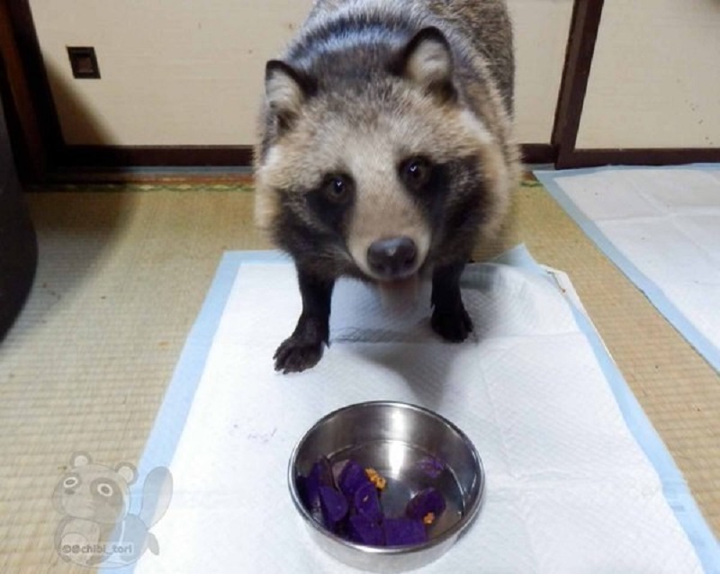 Chú tanuki trông y hệt gấu mèo đáng yêu được một người Nhật nhận nuôi Chú tanuki trông y hệt gấu mèo đáng yêu được một người Nhật nhận nuôi