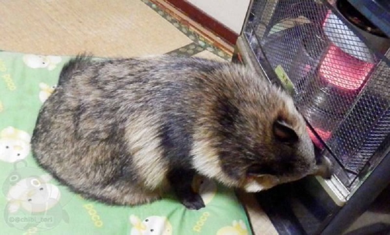 Chú tanuki trông y hệt gấu mèo đáng yêu được một người Nhật nhận nuôi Chú tanuki trông y hệt gấu mèo đáng yêu được một người Nhật nhận nuôi