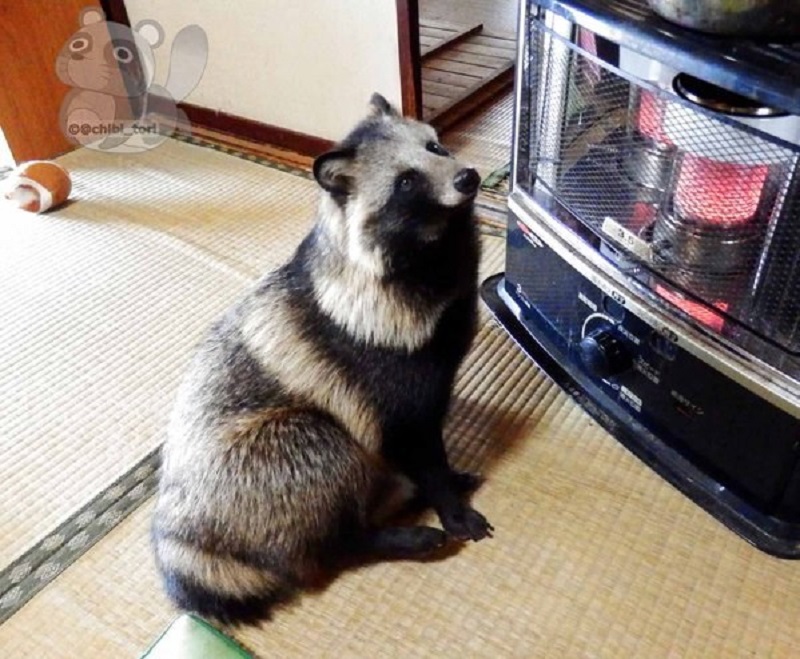 Chú tanuki trông y hệt gấu mèo đáng yêu được một người Nhật nhận nuôi Chú tanuki trông y hệt gấu mèo đáng yêu được một người Nhật nhận nuôi