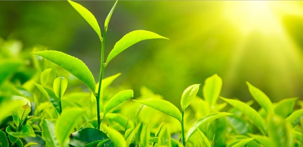 20 sự thật về trà: Đồ uống được dùng nhiều trên thế giới chỉ sau nước, ly trà đắt nhất giá 200 triệu đồng 20 sự thật về trà: Đồ uống được dùng nhiều trên thế giới chỉ sau nước, ly trà đắt nhất giá 200 triệu đồng