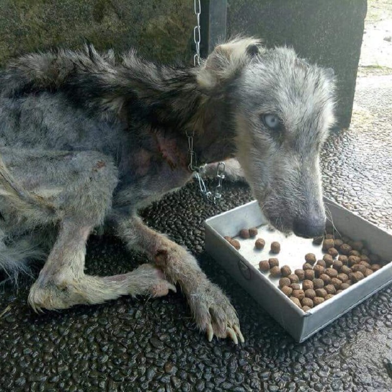 Chó Husky bị bỏ đói đến chỉ còn da bọc xương đã tìm được tổ ấm mới Chó Husky bị bỏ đói đến chỉ còn da bọc xương đã tìm được tổ ấm mới