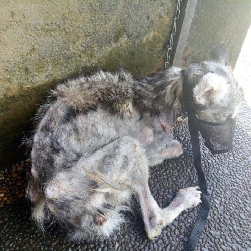 Chó Husky bị bỏ đói đến chỉ còn da bọc xương đã tìm được tổ ấm mới Chó Husky bị bỏ đói đến chỉ còn da bọc xương đã tìm được tổ ấm mới