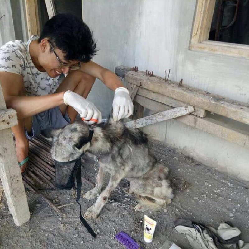 Chó Husky bị bỏ đói đến chỉ còn da bọc xương đã tìm được tổ ấm mới Chó Husky bị bỏ đói đến chỉ còn da bọc xương đã tìm được tổ ấm mới