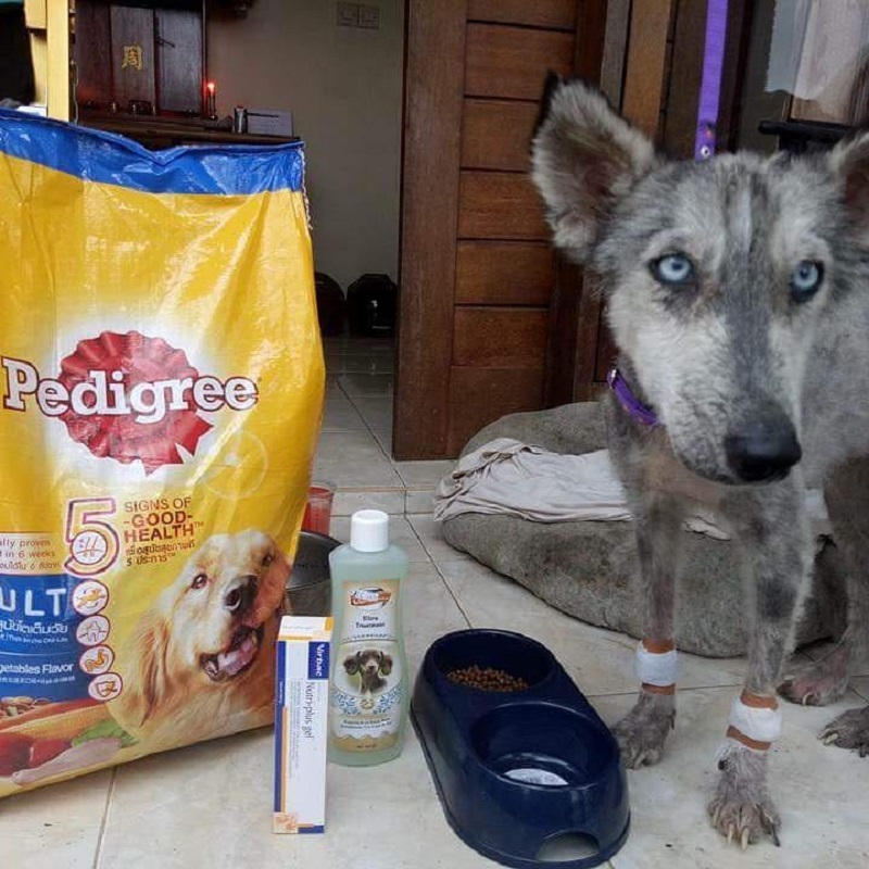 Chó Husky bị bỏ đói đến chỉ còn da bọc xương đã tìm được tổ ấm mới Chó Husky bị bỏ đói đến chỉ còn da bọc xương đã tìm được tổ ấm mới