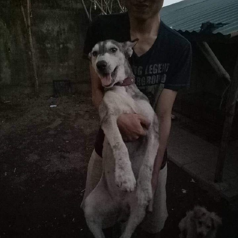 Chó Husky bị bỏ đói đến chỉ còn da bọc xương đã tìm được tổ ấm mới Chó Husky bị bỏ đói đến chỉ còn da bọc xương đã tìm được tổ ấm mới