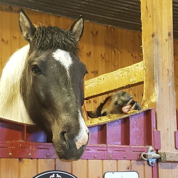 Những khoảnh khắc 'photobomb' đáng yêu hết phần nhân vật chính Những khoảnh khắc 'photobomb' đáng yêu hết phần nhân vật chính