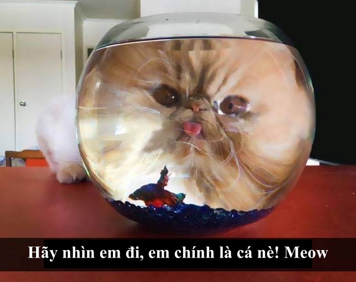 Loài mèo âm mưu thống trị thế giới, bắt đầu từ... Snapchat Loài mèo âm mưu thống trị thế giới, bắt đầu từ... Snapchat