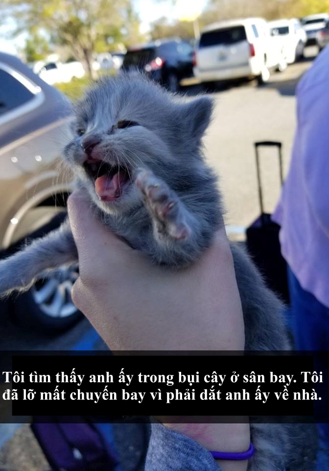 Loài mèo âm mưu thống trị thế giới, bắt đầu từ... Snapchat Loài mèo âm mưu thống trị thế giới, bắt đầu từ... Snapchat