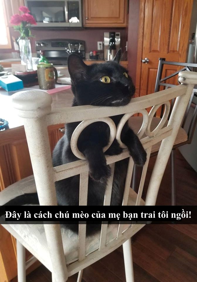 Loài mèo âm mưu thống trị thế giới, bắt đầu từ... Snapchat Loài mèo âm mưu thống trị thế giới, bắt đầu từ... Snapchat