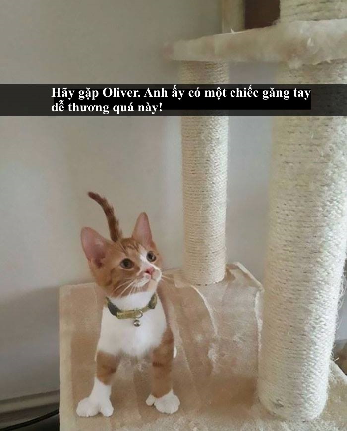 Loài mèo âm mưu thống trị thế giới, bắt đầu từ... Snapchat Loài mèo âm mưu thống trị thế giới, bắt đầu từ... Snapchat
