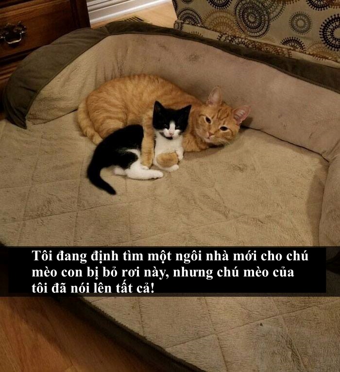 Loài mèo âm mưu thống trị thế giới, bắt đầu từ... Snapchat Loài mèo âm mưu thống trị thế giới, bắt đầu từ... Snapchat