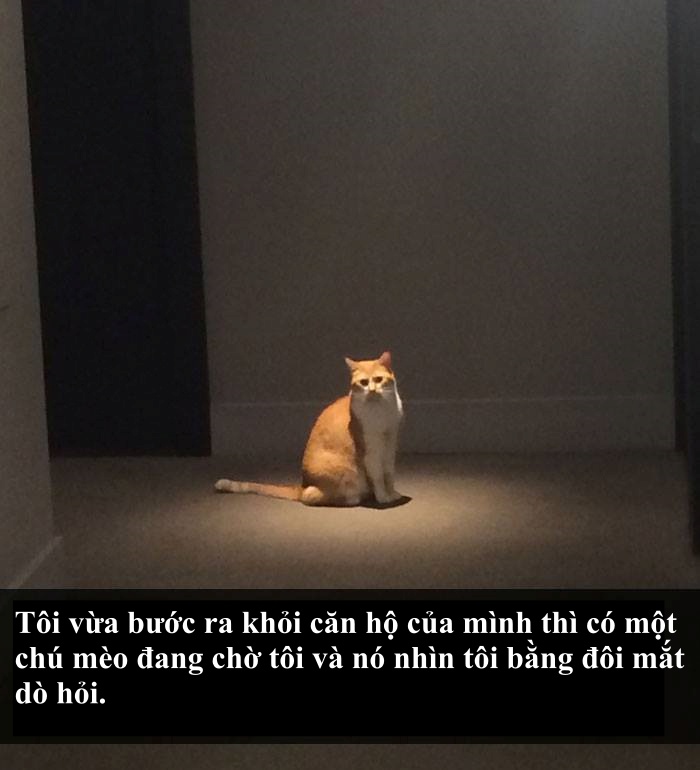 Loài mèo âm mưu thống trị thế giới, bắt đầu từ... Snapchat Loài mèo âm mưu thống trị thế giới, bắt đầu từ... Snapchat