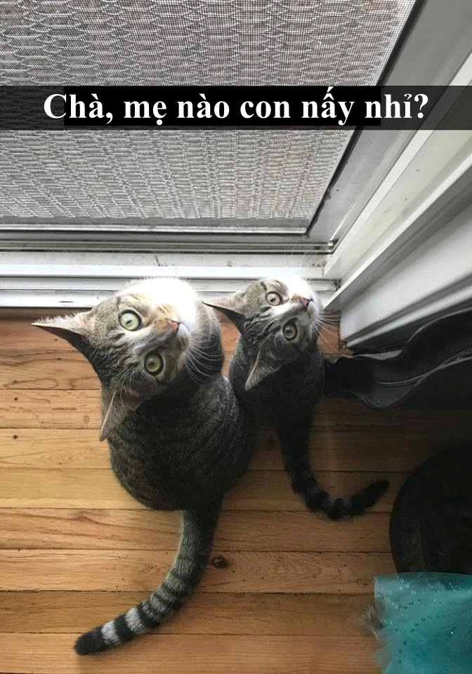 Loài mèo âm mưu thống trị thế giới, bắt đầu từ... Snapchat Loài mèo âm mưu thống trị thế giới, bắt đầu từ... Snapchat
