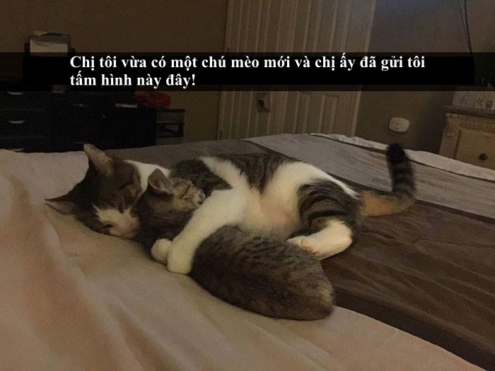 Loài mèo âm mưu thống trị thế giới, bắt đầu từ... Snapchat Loài mèo âm mưu thống trị thế giới, bắt đầu từ... Snapchat