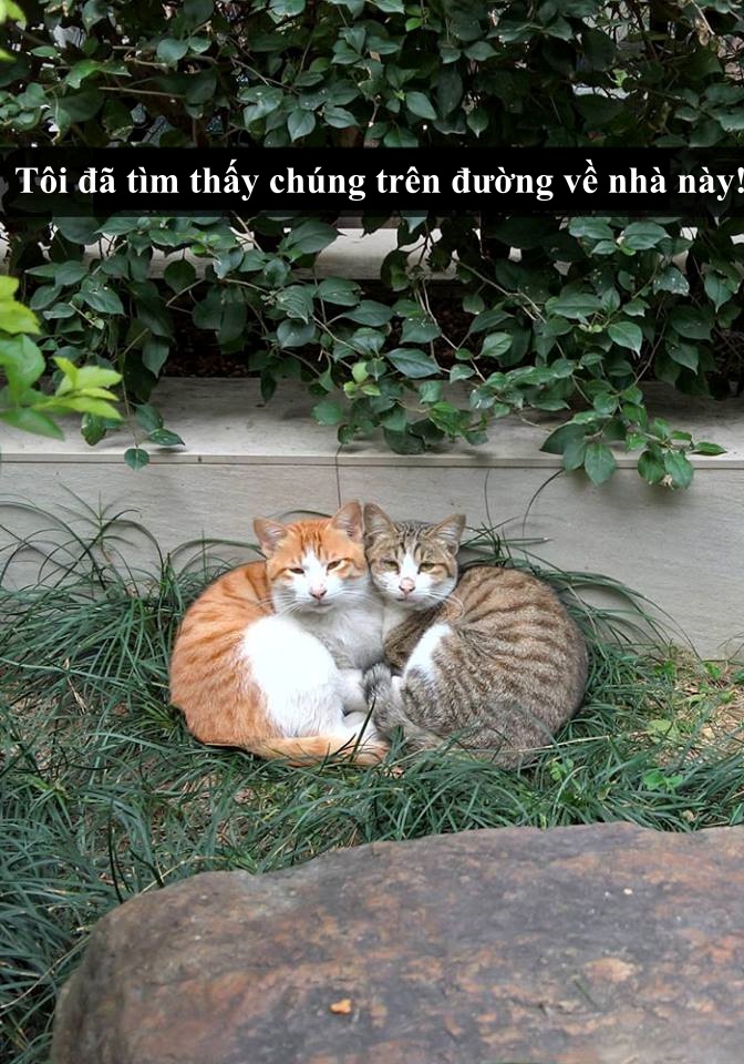 Loài mèo âm mưu thống trị thế giới, bắt đầu từ... Snapchat Loài mèo âm mưu thống trị thế giới, bắt đầu từ... Snapchat
