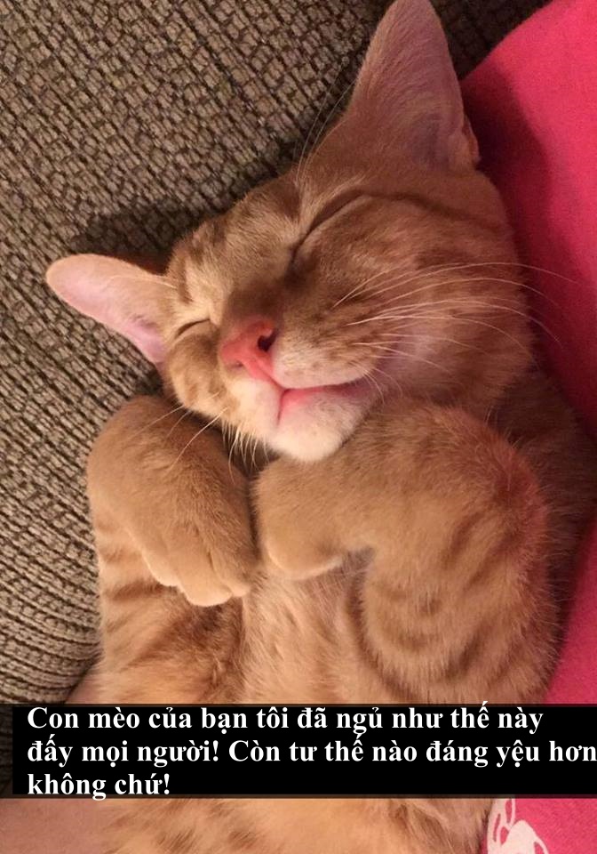 Loài mèo âm mưu thống trị thế giới, bắt đầu từ... Snapchat Loài mèo âm mưu thống trị thế giới, bắt đầu từ... Snapchat