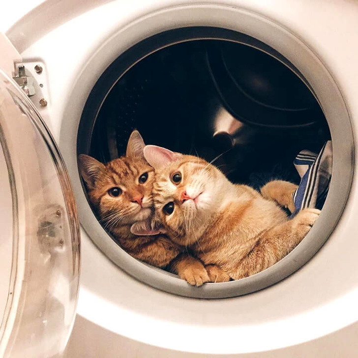 20 bức hình về hành động 'cute hột me' của thú cưng khiến ngày của bạn bớt nặng nề 20 bức hình về hành động 'cute hột me' của thú cưng khiến ngày của bạn bớt nặng nề