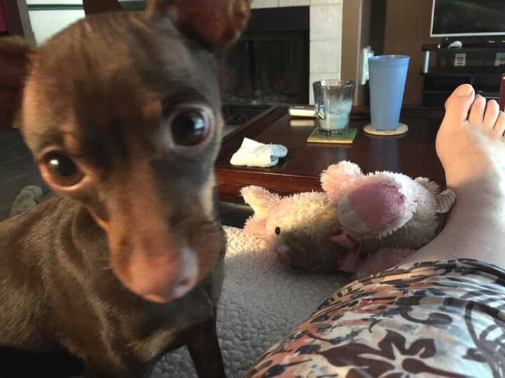 20 bức hình về hành động 'cute hột me' của thú cưng khiến ngày của bạn bớt nặng nề 20 bức hình về hành động 'cute hột me' của thú cưng khiến ngày của bạn bớt nặng nề